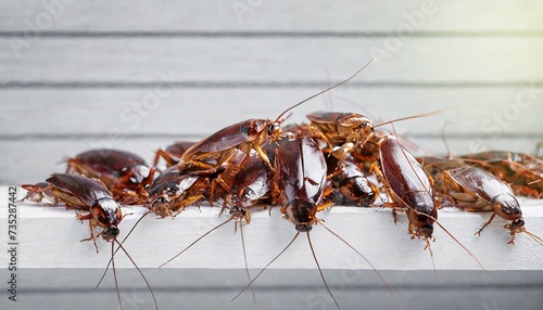  A lot of cockroaches are sitting on a white wooden shelf. The German cockroach. Cockroach