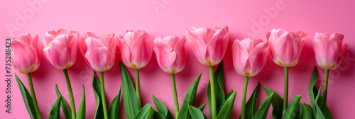Pink tulips on pink background. Greeting card concept.