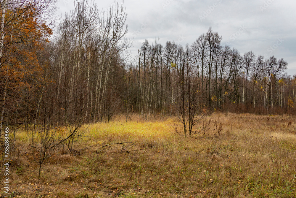 Autumn landscape in cloudy weather, forest edge Autumn landscape in cloudy weather, forest edge