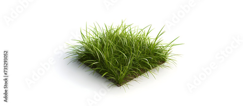 Green fresh lawn grass, isolated in white background