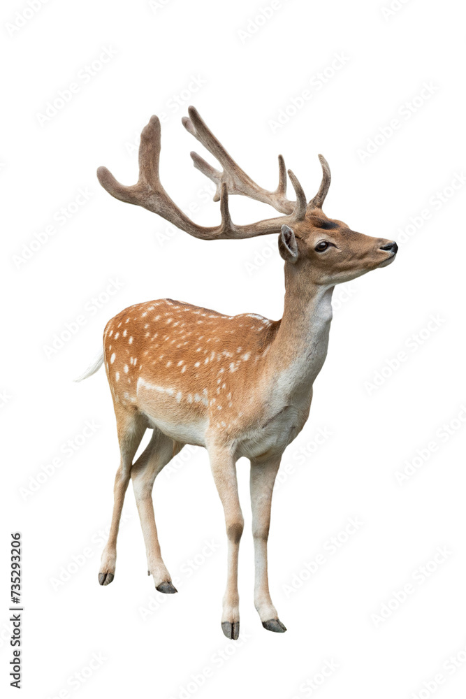 male european fallow deer isolated on white background male european fallow deer isolated on white background