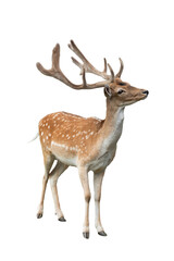 male european fallow deer isolated on white background