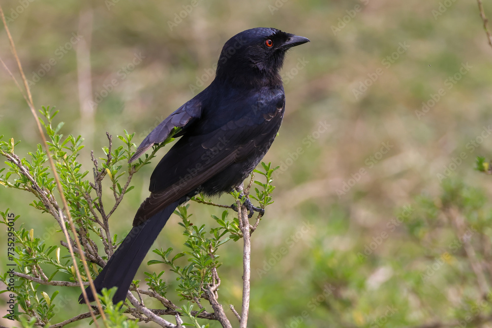 square tailed drongo bird in Maasai Mara NP square tailed drongo bird in Maasai Mara NP