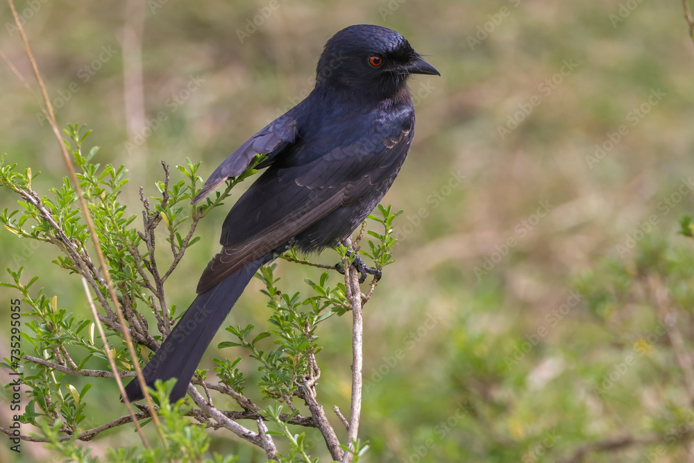 square tailed drongo bird in Maasai Mara NP square tailed drongo bird in Maasai Mara NP