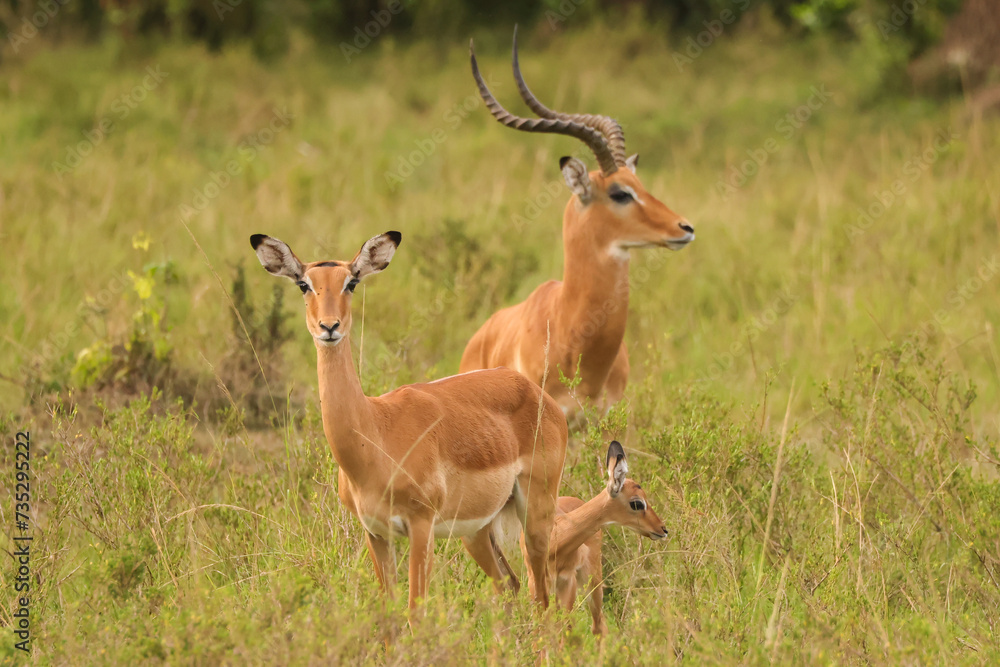 impala antelope family in Maasai Mara NP impala antelope family in Maasai Mara NP