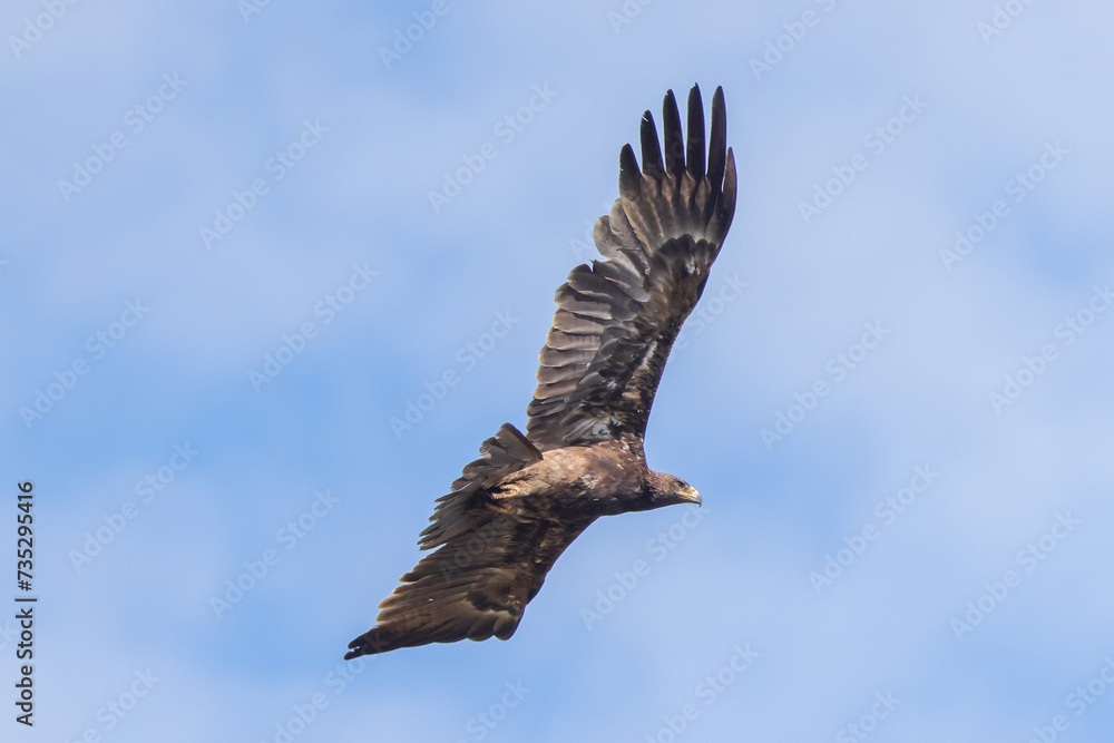 Fototapeta premium flying tawny eagle in Maasai Mara NP