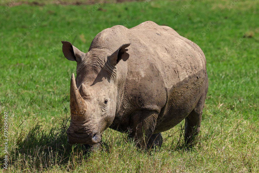 Fototapeta premium a white rhino in the nationalpark of Nairobi