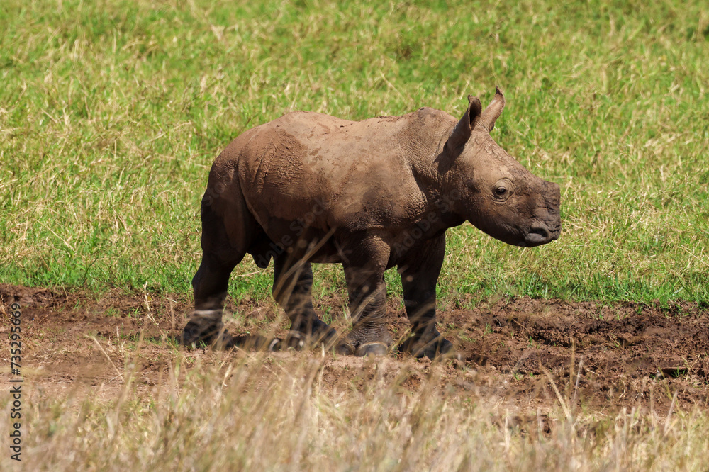 Fototapeta premium white rhino calf in Nairobi NP