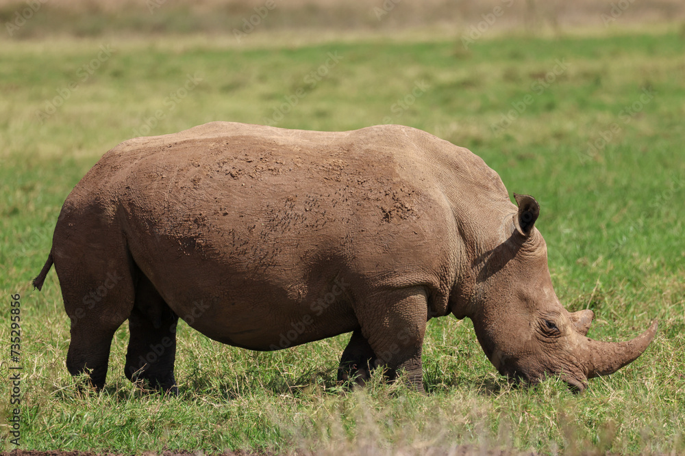 a white rhino in the nationalpark of Nairobi a white rhino in the nationalpark of Nairobi