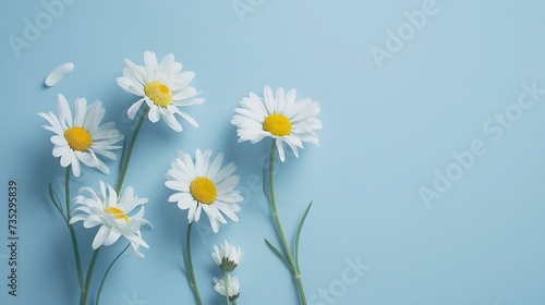 Generative AI   Daisy flowers on blue background.