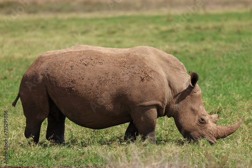 a white rhino in the nationalpark of Nairobi