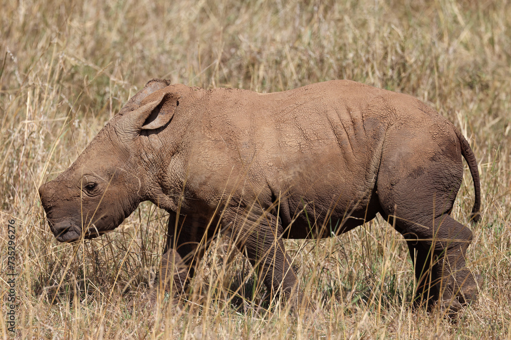 Obraz premium white rhino calf in the grasslands of Kenya