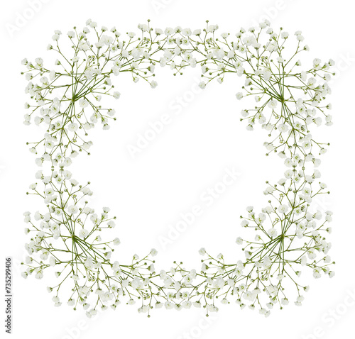 Gypsophila flowers in a square floral frame isolated on white or transparent background