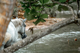 White horse standing in the pasture in Costa Rica 