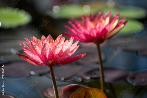 Two water lily flowers in a pond close-up