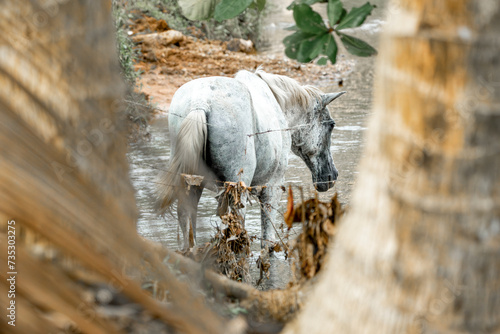 White horse standing in the pasture in Costa Rica 