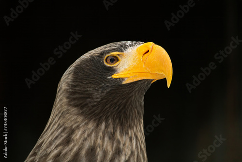 Head of a Steller s sea eagle.