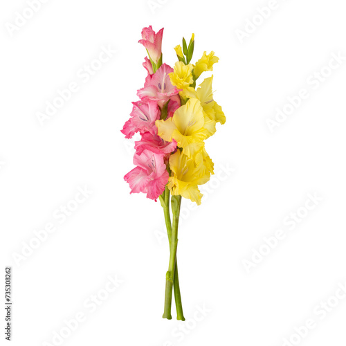 Pink yellow gladiolus flower stems isolated on transparent background