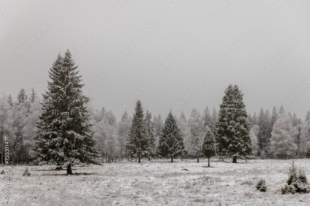 snow covered trees in the forest snow covered trees in the forest