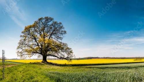Beautiful landscape with oak tree in green-yellow spring fields. Bright blue sky.