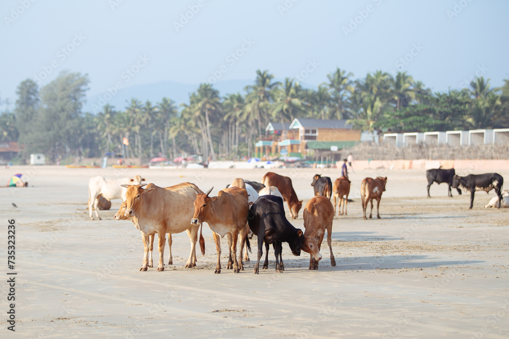 Vache sur la plage de Goa en Inde - obrazy, fototapety, plakaty 