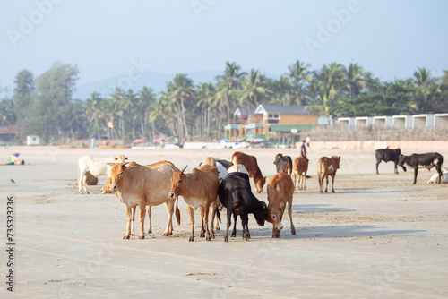 Vache sur la plage de Goa en Inde photo