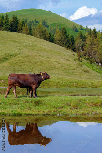 cow near water in mountains