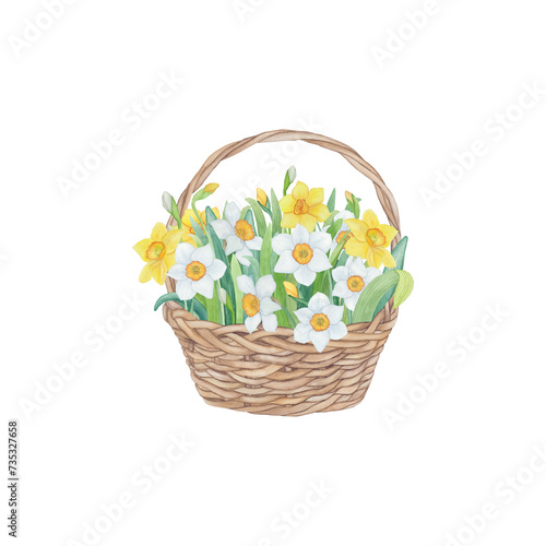 Hand drawn watercolour spring flowers. Basket with yellow and white daffodils
