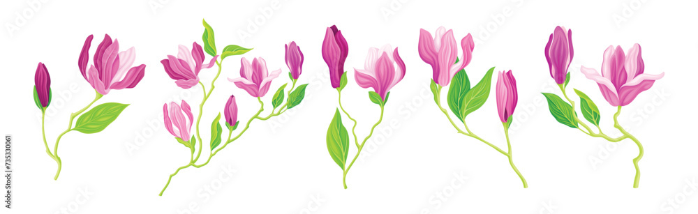 Pink Magnolia Flower with Green Stem and Leaf Vector Set Pink Magnolia Flower with Green Stem and Leaf Vector Set