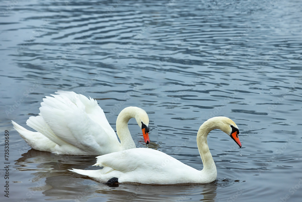 A pair of white swans on the water surface of the river. A pair of white swans on the water surface of the river.
