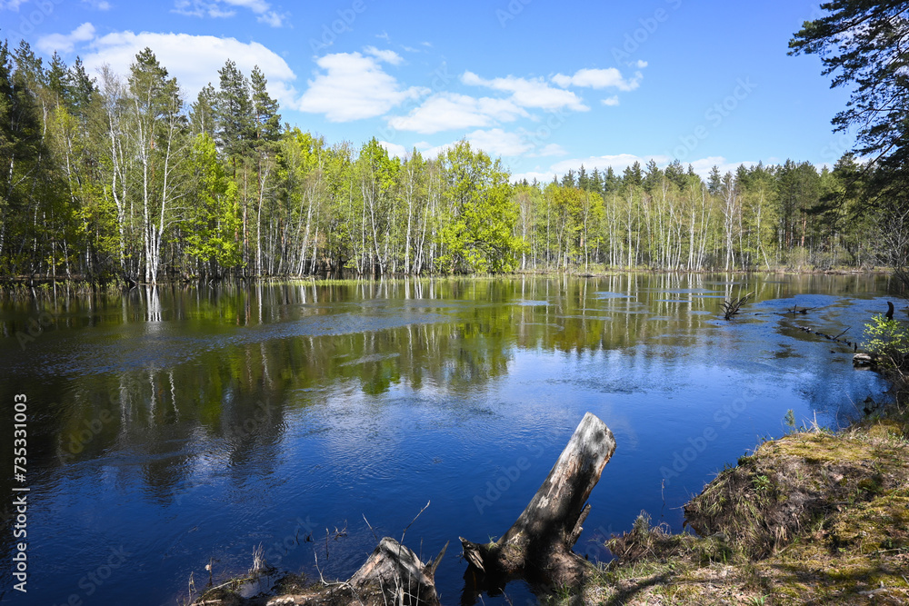Obraz premium Forest river in May.