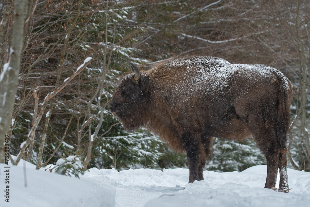 An european bison (Bison bonasus) facing winter conditions in the Carpathian Mountains, Romania. Zimbri in Muntii Fagaras. Fagaras Mountains wildlife. Romania wildlife. An european bison (Bison bonasus) facing winter conditions in the Carpathian Mountains, Romania. Zimbri in Muntii Fagaras. Fagaras Mountains wildlife. Romania wildlife.