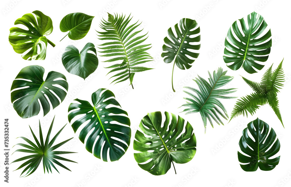 Set of Tropical leaves isolated on transparent background. Beautiful tropical exotic foliage Set of Tropical leaves isolated on transparent background. Beautiful tropical exotic foliage