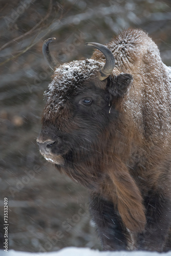 Portrait of an european bison (Bison bonasus) facing winter conditions in the Carpathian Mountains, Romania. Zimbri in Muntii Fagaras. Fagaras Mountains wildlife. Romania wildlife. photo