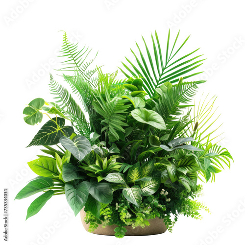 Set of Tropical leaves isolated on transparent background. Beautiful tropical exotic foliage