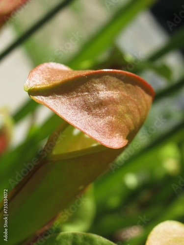 Zbliżenie na kaptur rośliny z gatunku sarracenia minor photo