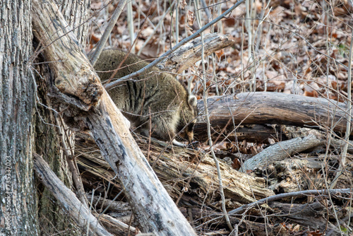 Raccoon on a fallen tree