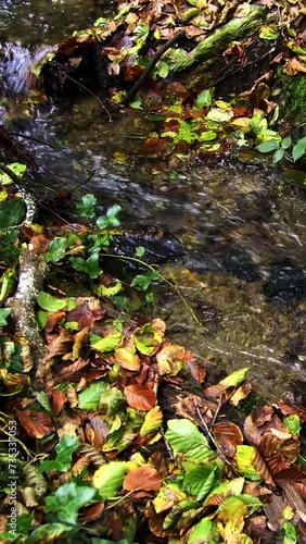 Nature scene with a stream and leaves. Slow motion. Vertical video. panning photo