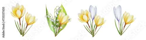 Watercolor set of bouquets of yellow, white and purple blooming crocuses and lily of the valley flowers isolated on white background. Spring festival and easter botanical hand painted saffron illus photo