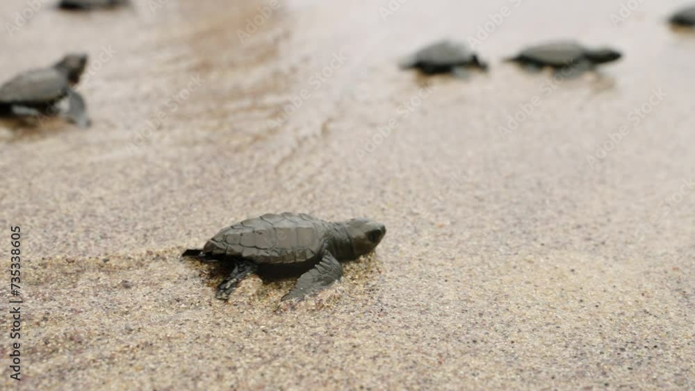 Newborn sea turtle hatchlings scuttle over sandy beach, heading for ocean waves. Baby reptiles embark on survival journey, instinctively moving towards sea, critical moment in marine life cycle. Newborn sea turtle hatchlings scuttle over sandy beach, heading for ocean waves. Baby reptiles embark on survival journey, instinctively moving towards sea, critical moment in marine life cycle.