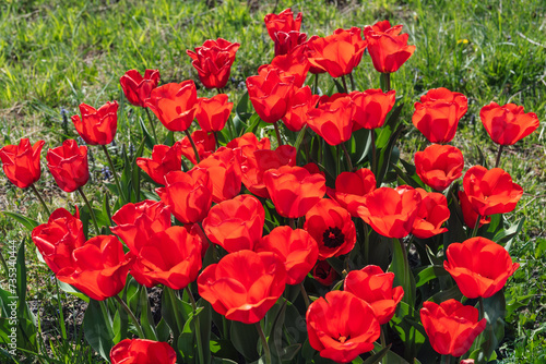 field of bright red tulips and grass around