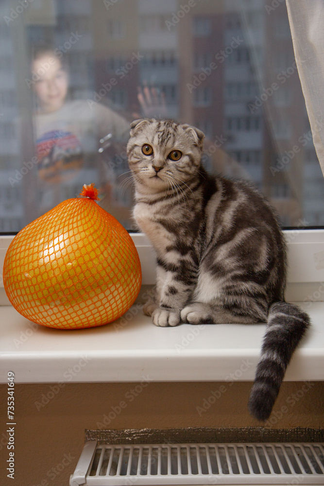cute striped fold kitten on the table with pomelo fruit