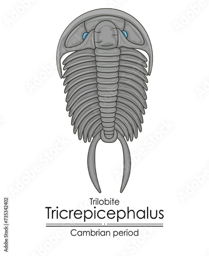 Trilobite Tricrepicephalus, a Cambrian period creature, an extinct marine arthropod. Colorful illustration on a white background.