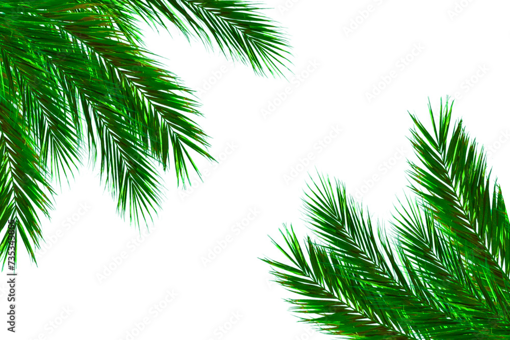 Palm leaves leaf frame design on white background