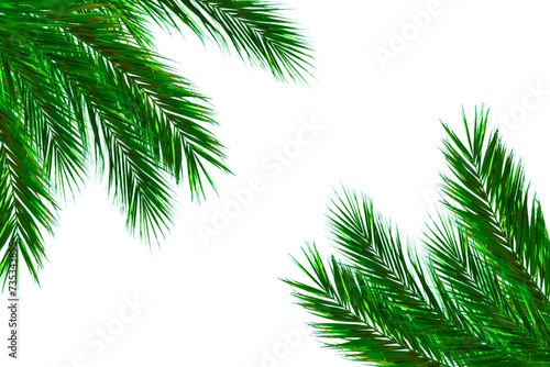 Palm leaves leaf frame design on white background