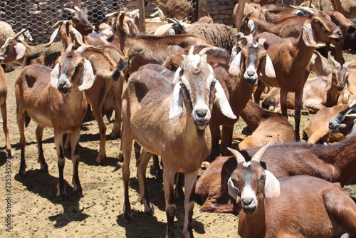Wallpaper Mural Fields with animals and crops in northwest Argentina Torontodigital.ca