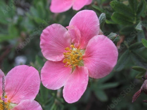 Zbliżenie na różowy kwiat rośliny z gatunku Potentilla