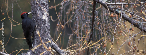 Black woodpecker (Dryocopus martius) Picchio nero, Banner