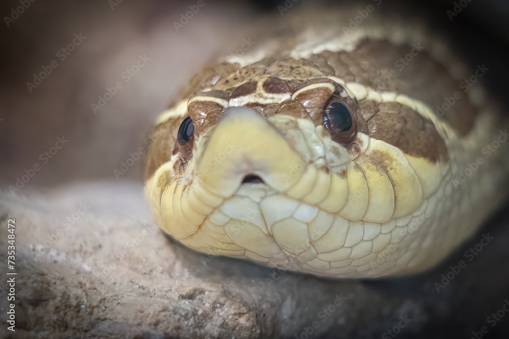 Obraz premium Close-up View of Western Hognose Snake on Rocky Surface