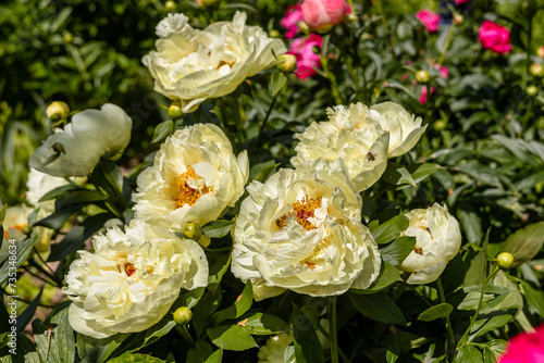 Fototapeta Naklejka Na Ścianę i Meble -  Paeonia, peony Lemon Chiffon blooms in the garden in summer